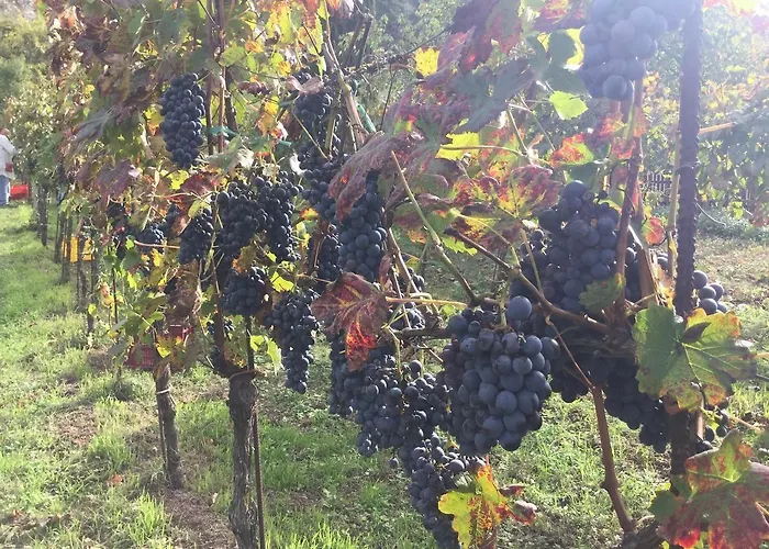 La Fonte Farma *
